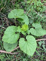 Image result for Setaria petiolata