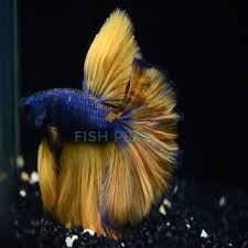 The body is dark usually varying from either blue or green. Hm Mustard Gas Betta Fishplay