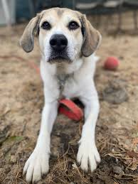 Divas pitbull rescue ct, , waterbury, ct, usa, 06702. Meet These Connecticut Pets Up For Adoption