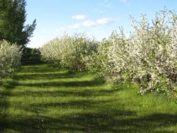 15 min south of calgary linktr.ee/saskatoonfarm. Seib S Saskatoon Farm Home Facebook