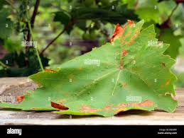 Image result for Pseudopeziza tracheiphila