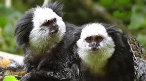 Image result for Monotes glaber