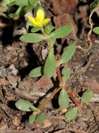 Image result for Portulaca quadrifida