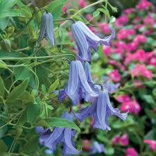 A young rootstock can exhaust itself by trying to keep the whole plant alive during a long winter. Clematis Betty Corning At Jackson Perkins