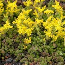 Calendrier De Jardinage Gamm Vert