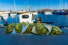 Check spelling or type a new query. Aktoploika Gia Layrio Plhrofories Dromologia Ploia Ferryscanner