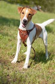 An example of a group for red dog names would be 'dog names inspired by red wines'. 140 Chinese Dog Names Dognames Info