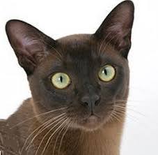 In the philippines, they are referred to as puspins, a portmanteau of the words ' pusa ' and ' pinoy '. Short Haired Cat Breeds Cat Breeds Encyclopedia