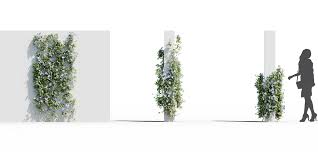 Image result for Rhynchosia tricuspidata