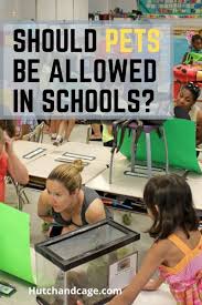 Should Pets Be Allowed In School Pros And Cons For And Against In 2020 Pets Classroom Pets Pet Rabbit Care