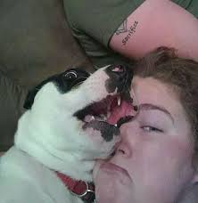 21-Year-Old Inspires People To Share Photos Of “Vicious Pit Bull Attacks”,  And It's Just Too 'Scary'