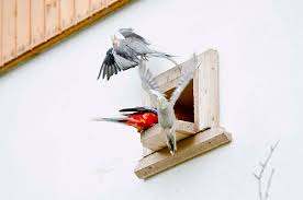 Granulom Beim Vogel Tiermedizinportal