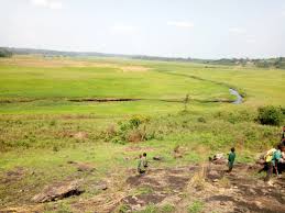 Image result for Isachne buettneri