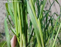 Collect the treat by grabbing onto a foxtail flower and giving it a pull. Washington State Noxious Weed Control Board