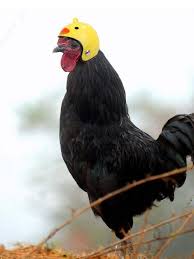 cursed presents on X: "Chicken Helmet 🐥 #cursedpresents #cursed #helmet  https://t.co/2B00YPmlkh https://t.co/em4GiHT29l" / X