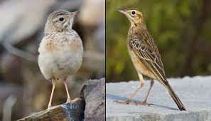 | meaning, pronunciation, translations and examples. Comparing Blyth S Pipit Richard S Pipit Shanghai Birding ä¸æµ·è§é¸