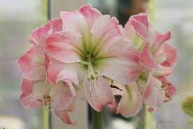 Düngung bereits ab august einstellen. Amaryllis Verbluht Was Nun Pflege Nach Der Blute