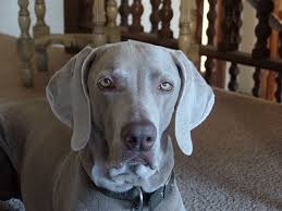 Their coats may be fluffy, or thin. Dog Weimaraner Grey Domestic Canine Cute Pet Animal Piqsels