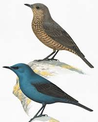 Image result for Searsia monticola