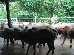 Pertanian di kelantan secara rasminya wujud sebagai entiti tersendiri sejak 2 mac. Rb Agro Farm Lembu Untuk Dijual