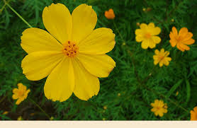 Sep 21, 2015 · epsom salt contains about 10 percent magnesium and 13 percent sulfur. Yellow Cosmos Facts And Health Benefits