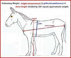 Donkey Weight