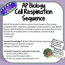 Here Is A Great Cell Respiration Resource For Ap Biology It S A 2 Page Handout With Cards That Sequence Glycolysis Pyru Ap Biology Cell Respiration Biology