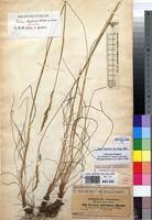 Image result for Festuca abyssinica