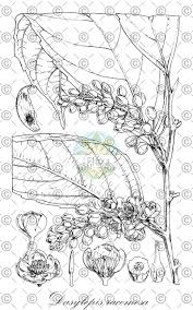 Image result for Dasylepis racemosa