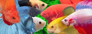 Image result for betta fish cover