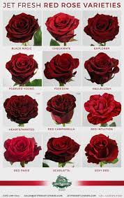 Everyone Loves Red Roses But Which Red Rose Do You Love Rose Varieties Types Of Roses Red Rose Flower