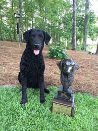 Pure breed labrador puppies looking for new fun loving homes. Skywatcher Curly Coated Retrievers Home Facebook