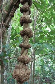 Banisteriopsis Caapi Spruce Ex Griseb Morton Weird Trees Ayahuasca Plant Unique Trees