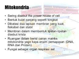 Selain itu, mereka memiliki membran ganda. Struktur Sel Ppt Download