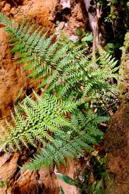 Image result for Pityrogramma argentea