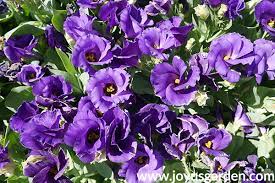 Completing its life cycle within a year; Colorful Summer Annuals For The Full Sun Joy Us Garden
