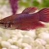 Illustration von betta splendens, siamesischen kampffischen. Https Encrypted Tbn0 Gstatic Com Images Q Tbn And9gcsyy5qy9sfb7ktadditne5qdbozbgyenrznu2nrgtbt8qicvi4l Usqp Cau