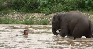 In a video posted by sheldrick wildlife trust, a baby elephant was seen enjoying a dust bath and social media users loved watching the short clip. Happy Baby Elephant Takes Swim With Human Best Friend The Dodo