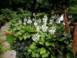 Where to get cheap flowers for garden. How And When To Plant Hostas Diy