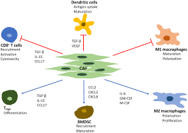The services covered for inpatient or outpatient care, the copays or coinsurance amounts, and the network of. Frontiers Cancer Associated Fibroblasts And Tumor Associated Macrophages In Cancer And Cancer Immunotherapy Oncology