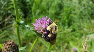 Check spelling or type a new query. More Flowers And Pollinator Diversity Could H Eurekalert