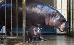 Handler toni inggs helps the tiny hippo bath at the cango wildlife ranch. Winnie The Baby Pygmy Hippo Born At Bristol Zoo Gardens Daily Mail Online