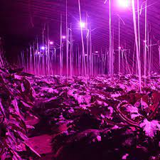 Full Spectrum Led Light For Stimulating Plant Growing In 2021 Best Led Grow Lights Grow Light Bulbs Led Grow Light Bulbs