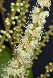 Image result for Copaifera