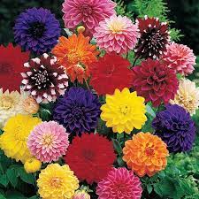 Decorative Dahlia Mix Multicolored Dahlia Plants Breck S Flower Seeds Annual Flowers Bonsai Flower