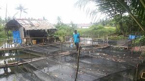 Kolong Bekas Penambangan Bisa Dimanfaatkan Budidaya Ikan Sistem Kja Bangka Pos
