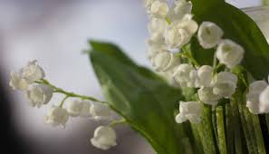 Hours may change under current circumstances Lily Of The Valley Music Studio