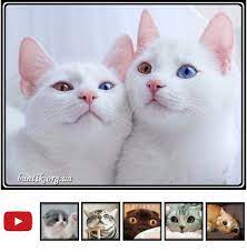 smeshnye koshechki i zabavnye koty foto cats happy birthday pinterest 1 koty aristokraty 2 sfinksy 3 voiteli 4 porody kotov cat vs dog cat jokes nyan cat