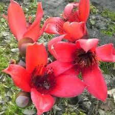 Image result for Jasminum multiflorum