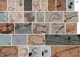 Image result for Hyparrhenia mobukensis